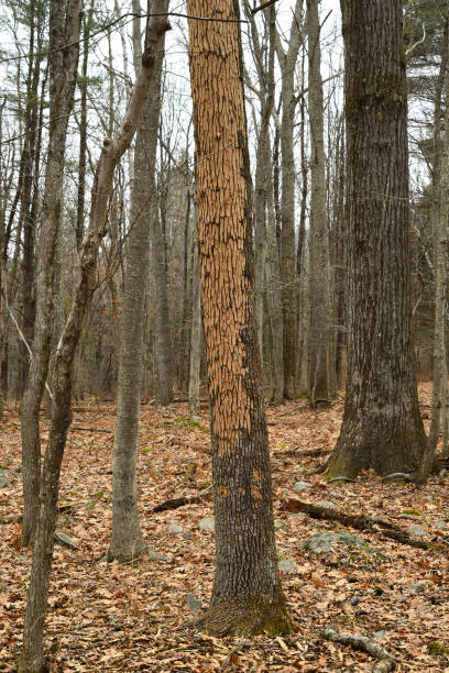 White ash tree in New England woods with signs of woodpeckers attacking larvae of the emerald ash borer, an invasive beetle from Asia