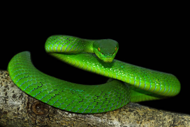 istock green viper snake on black background 1197337600