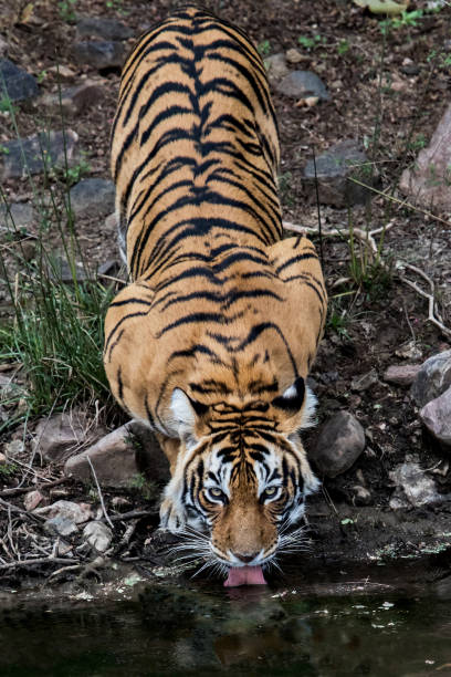 istock Tiger in Ranthambore National Park 1197338024