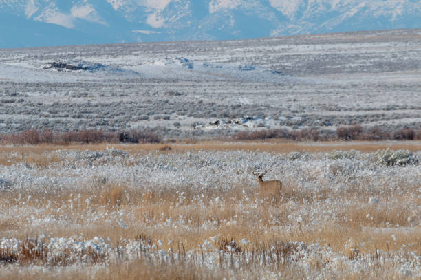 istock Whitetail Deer Buck in Winter 1197338768