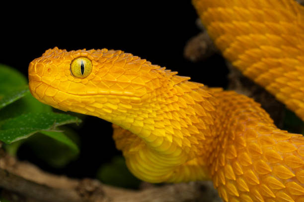 istock Colorful Bush Viper (Atheris squamigera) - Orange 1197338782