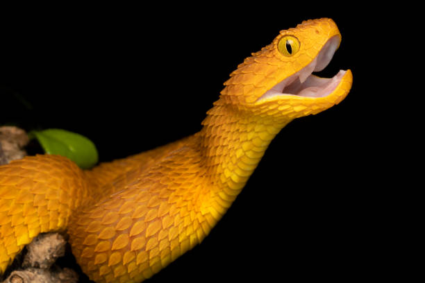 istock Colorful Bush Viper (Atheris squamigera) - Orange 1197338802