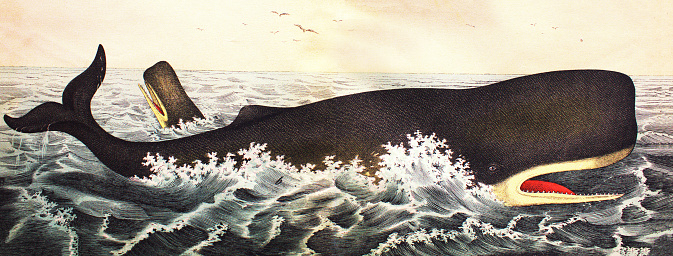Sperm whale in a vintage book History of animals, by Shubert/Korn, 1880, St. Petersburg