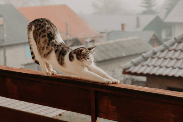 Cat stretching on fence