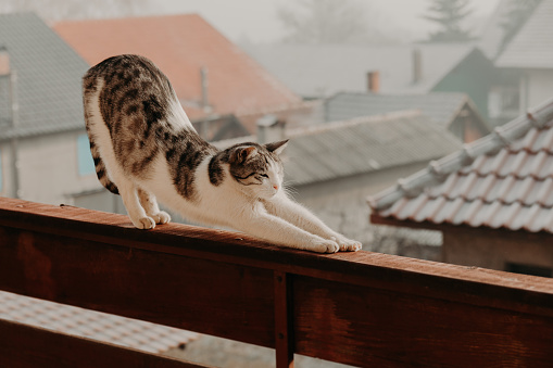 Big domestic cat gracefully stretching on high fence, standing on balcony with some roofs visible in blurred background. Foggy day.