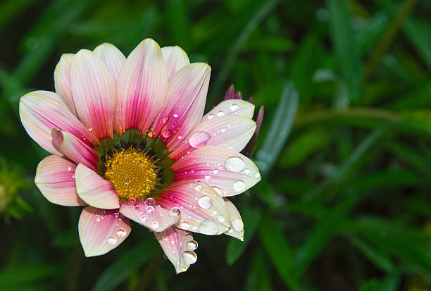 Pink Gazania flower close up with water drops stock photo