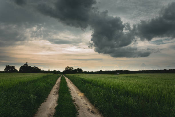 istock Dirt road ahead, green grain and grey cloud on the sky 1197343512