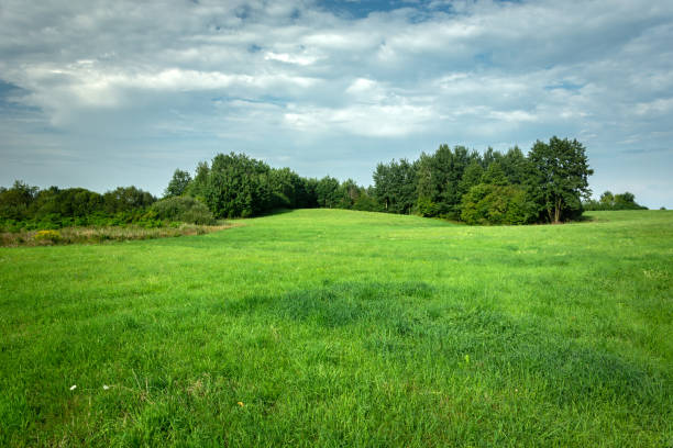 istock Green meadow with forest, view on a sunny day 1197343530