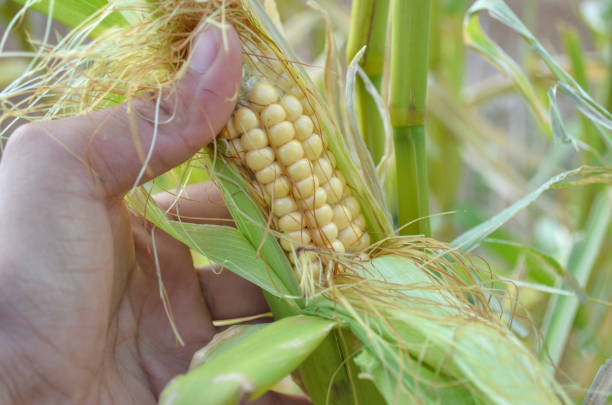 istock Farmer holding corn cobs in hand in corn field. A close up a woman hands holds a corn. 1197344773