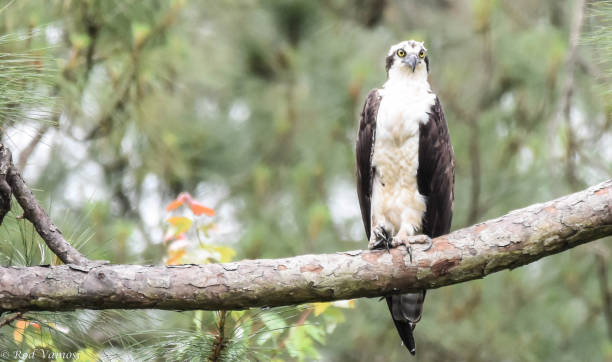 istock Majestic Osprey on tree limb in Myrtle Beach, South Carolina 1197344832