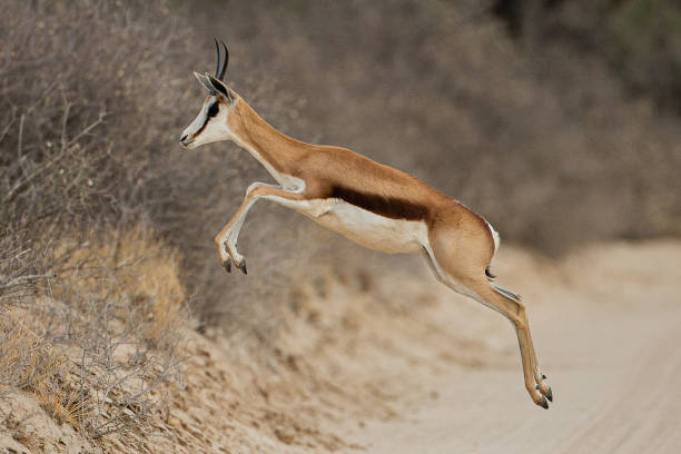 Jumping Springbok A common resident in Southern Africa. A very stunning animal with a characteristic jump, and a favourite amongst visitors. kgalagadi transfrontier park stock pictures, royalty-free photos & images