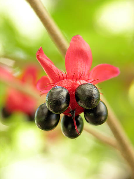 istock Bird's Eye Bush truth looks like Mickey Mouse 119734603