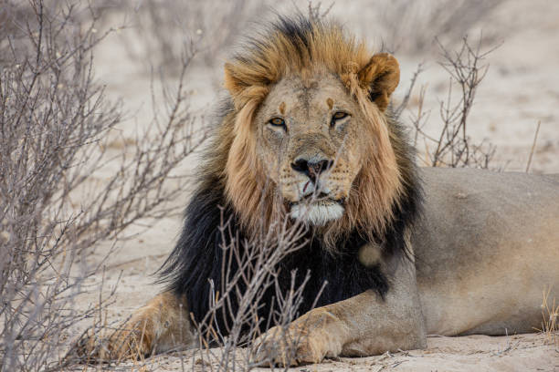 istock Black Maned Lion, Lying and Alert 1197347656