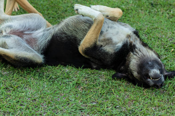 istock cute adult stray dog rolling on grass 1197348488