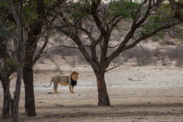 istock Black Maned Lion Through the Trees 1197348583