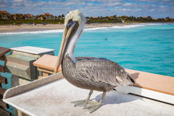 istock Pelican guarding Juno Beach Pier 1197349263