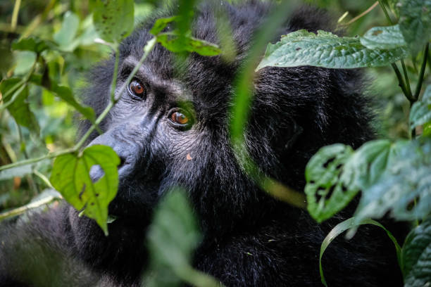 gorille - gorilla safari animals wildlife photography photos et images de collection