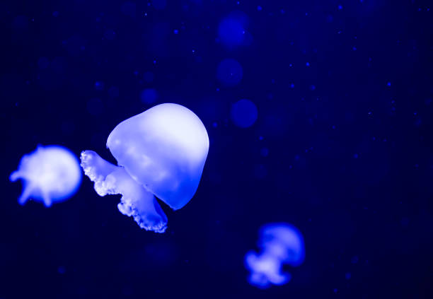 istock Cannonball jellyfish closeup, under water 1197354028
