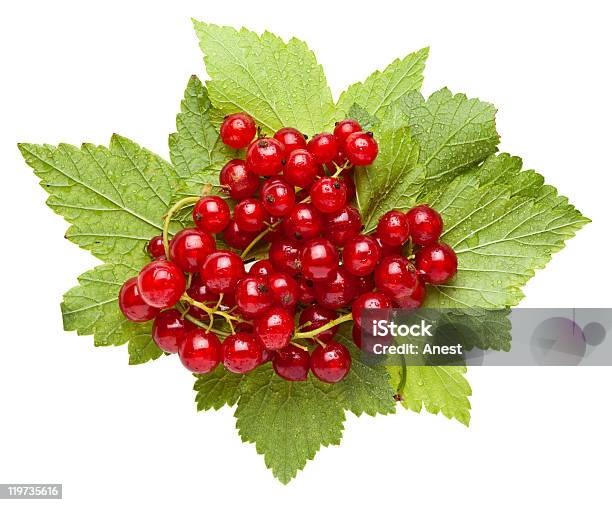 Strauß Rote Johannisbeere Blätter Mit Wassertropfen Stockfoto und mehr Bilder von Beere - Obst