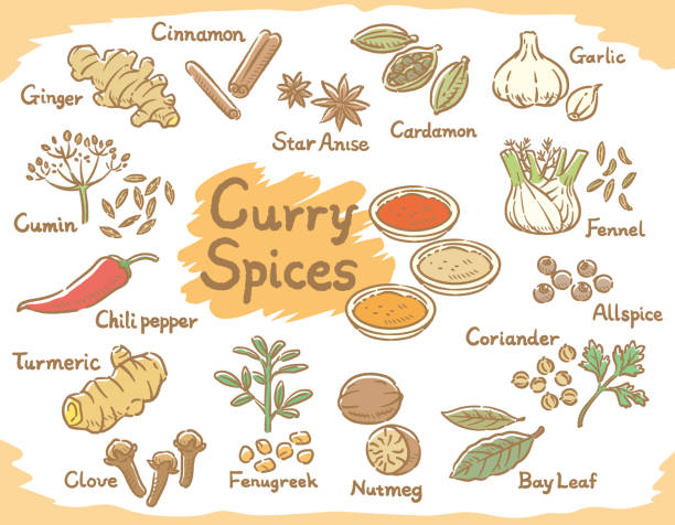 gewürze und kräuter für curry oder indische küche. - currypulver stock-grafiken, -clipart, -cartoons und -symbole