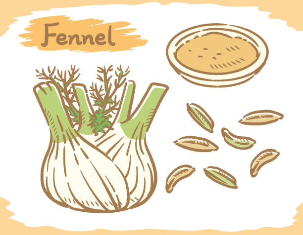 회향 씨앗과 식물은 흰색에 고립. - fennel seed spice white background stock illustrations