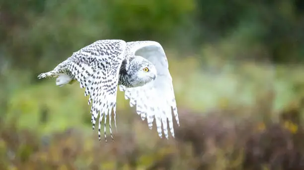 Snowy Owl