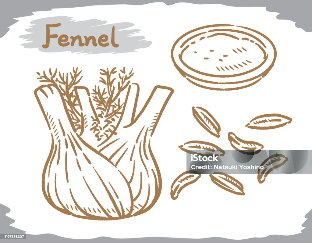 Fennel Vector Fennel Seeds And Plant Isolated On White Stock Illustration - Download ...