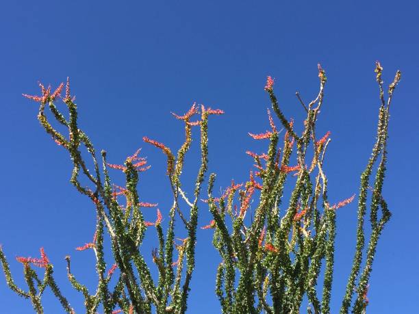 istock Desert of southern California 1197360232