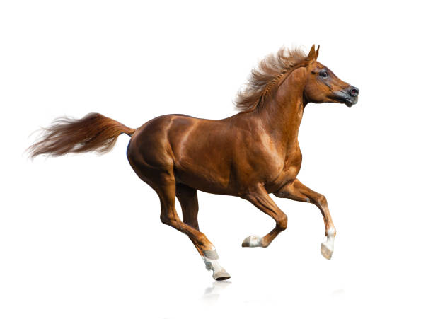 istock Beautiful running fiery red arabian stallion 1197362118