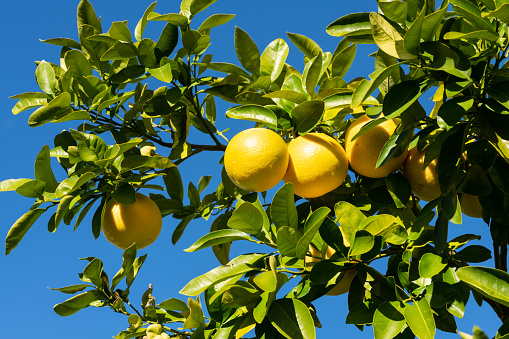 A lemon in a lemon tree