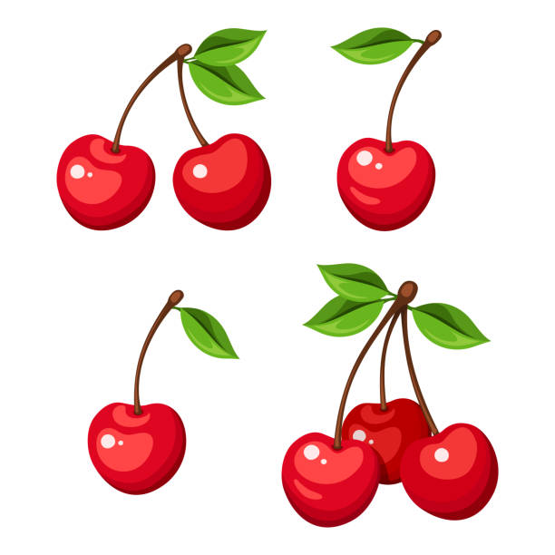 Set of four bunches of cherry berries. Vector illustration. Vector illustration of four cherry berries and bunches of cherry isolated on a white background. cherry stock illustrations
