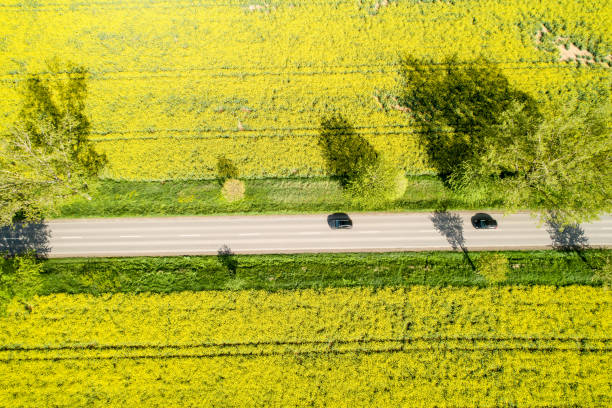 istock Colorful yellow spring crop of canola 1197363388
