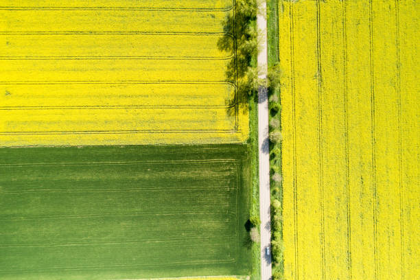 istock Colorful yellow spring crop of canola 1197363580