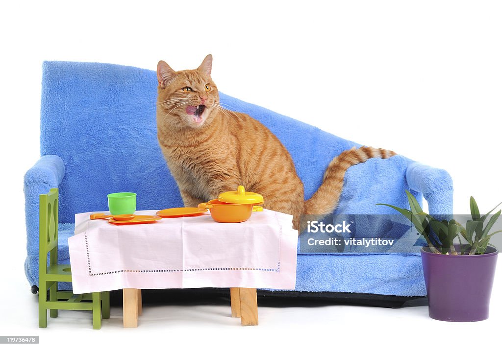Kot Lizać się po posiłku - Zbiór zdjęć royalty-free (Biały)