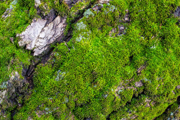 istock green moss on a tree close-up, front and background blurred with bokeh effect 1197365941