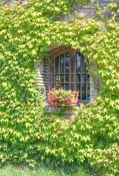 The photo shows a close-up view of ivy climbing up an aged wall. The wall's texture is rough and weathered, indicating its age, while the ivy's green leaves and stems contrast with the wall's gray surface. The interplay between the natural and man-made elements is evident. This image could be used in materials about botany, architecture, or the beauty of nature reclaiming man-made structures. It fits into categories such as Ivy, Wall Textures, Botany, Nature vs. Man-made, Plant Life, and Architectural Details.
