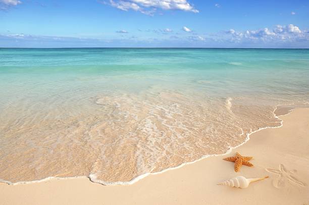 una soleggiata spiaggia vuota con stelle marine e conchiglie - stella di mare foto e immagini stock