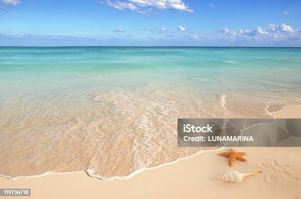 Una Soleggiata Spiaggia Vuota Con Stelle Marine E Conchiglie - Fotografie stock e altre immagini di Spiaggia