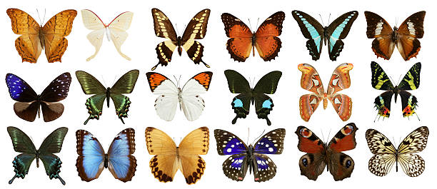 butterflies collection colorful isolated on white  black and red butterfly stock pictures, royalty-free photos & images