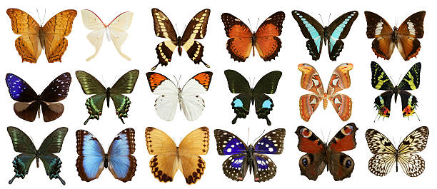 motyle kolekcja kolorowy na białym tle - malachite butterfly zdjęcia i obrazy z banku zdjęć