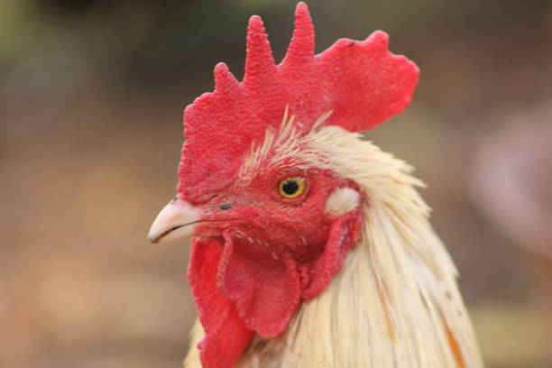 istock Close-up of rooster with nature background 1197367622
