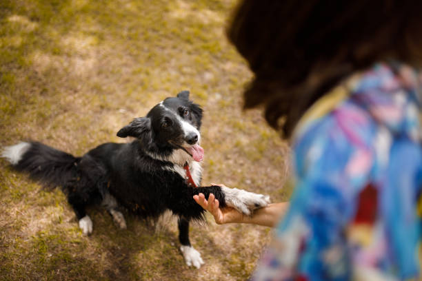 perro dando pata para su dueño - haciendo trucos fotografías e imágenes de stock
