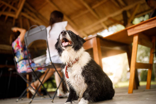 istock Dog waiting next to the lunch table 1197367832