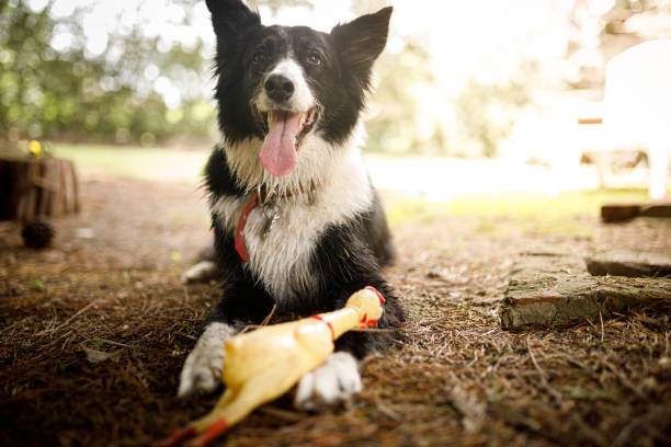 Dog with it's chicken toy.