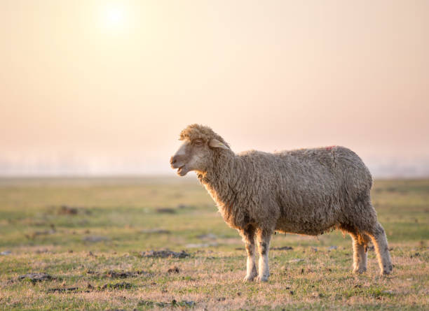 istock Sheep standing on meadow in winter time 1197368508