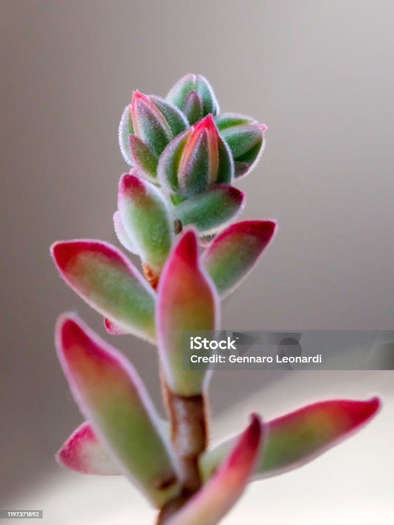 Crassula rogersii, çiçek etli bitki - Royalty-free Sukkulent Bitki Stok görsel