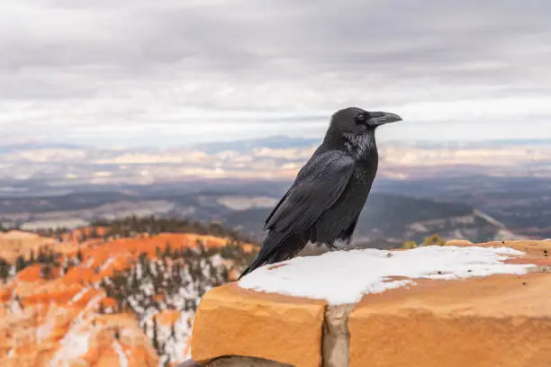 Photo of Raven at the Rainbow Point Overlook, Bryce Canyon National Park, Utah, USA.