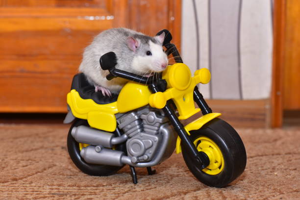 istock A grey pet rat sits on a toy motorcycle 1197373509