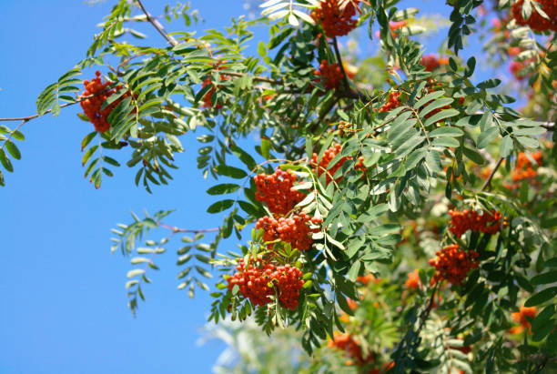 istock ashberry at dry sunny day 1197374106