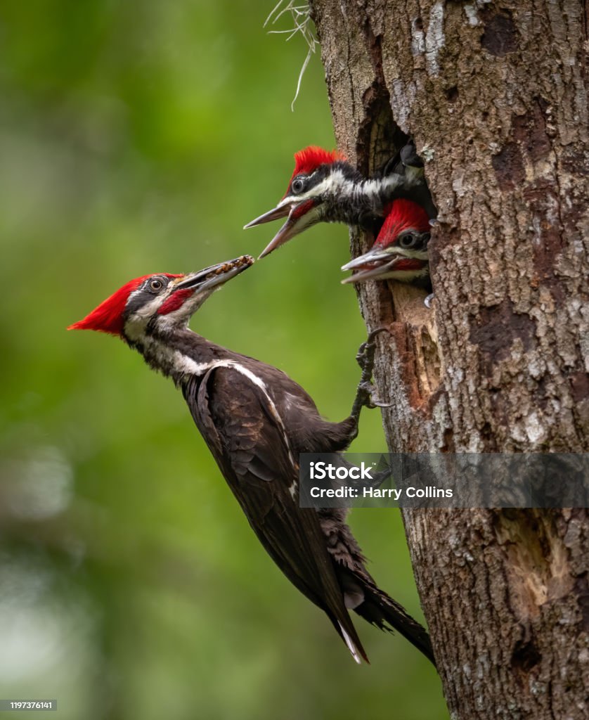 Retrato De Pájaro Carpintero Apilado Foto de stock y más banco de imágenes de Pájaro carpintero pileado - Pájaro carpintero pileado, Nido de animal, Árbol - iStock Retrato De Pájaro Carpintero Apilado Foto de stock y más banco de imágenes de Pájaro carpintero pileado - Pájaro carpintero pileado, Nido de animal, Árbol - iStock